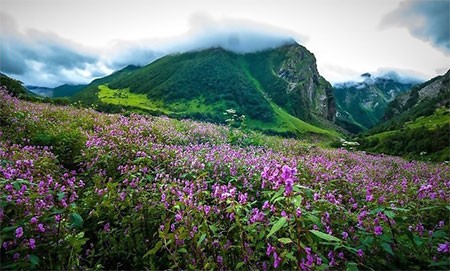 Yumthang Valley Tour 1N 2D